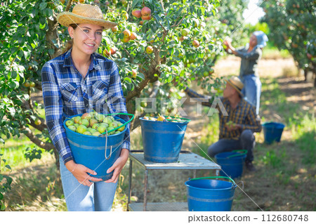 Three workers picking pears 112680748