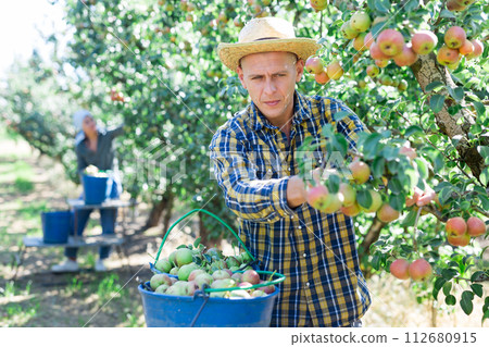Man harvesting pears Man harvesting pears 112680915