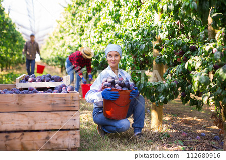 Female plantation worker squatting with bucket of plums 112680916