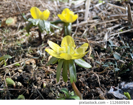 Laminaria japonica (Akita City, 2/19) 112680926