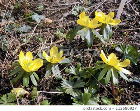 Yellow-bellied grass (Akita City, 2/29) 112680927