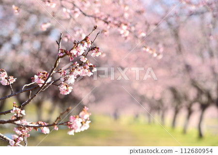 Cherry blossom trees in Kita Asaba Sakura Tsutsumi Park (Yasugyo cherry blossoms) 112680954