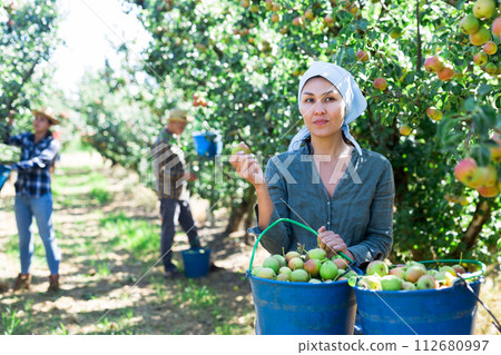 Group of people picking pears Group of people picking pears 112680997