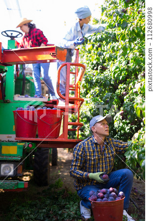 One man and two women picking plums One man and two women picking plums 112680998