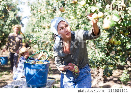 Asian female gathering harvest of pears at orchard 112681131