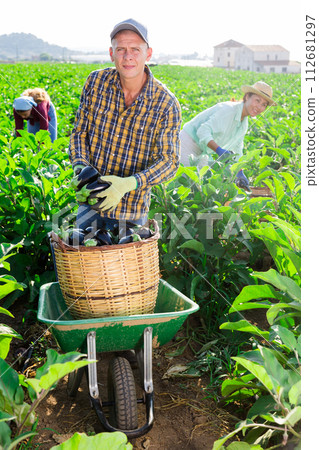 Three workers collecting eggplants 112681297