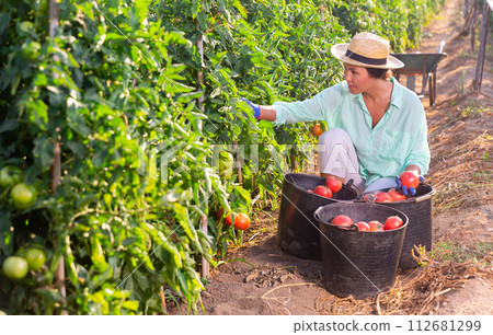 Asian woman harvests tomatoes on a plantation 112681299