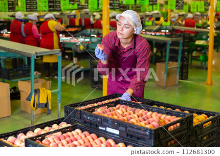 Woman working at fruits warehouse, checking and marking peaches in boxes Woman working at fruits warehouse, checking and marking peaches in boxes 112681300
