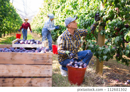 European man harvesting plums in plantation 112681302