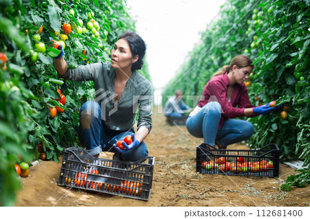 Asian with tomatoes Asian with tomatoes 112681400