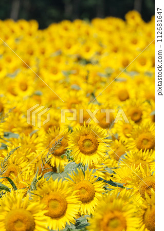Sunflower (Tsunan Sunflower Square) 112681647