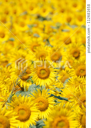 Sunflower (Tsunan Sunflower Square) 112681658