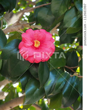 red camellia flower red camellia flower 112681997