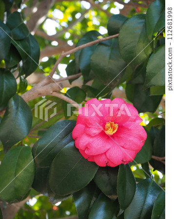 red camellia flower red camellia flower 112681998