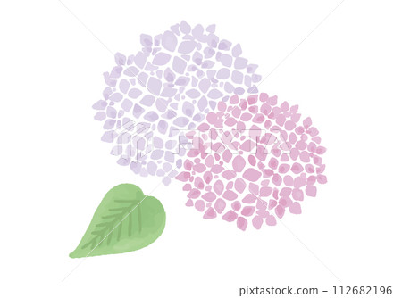 Illustration of two-colored hydrangea in watercolor style 112682196