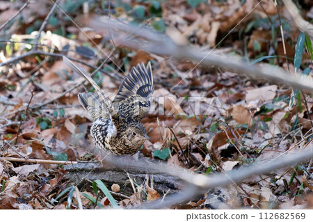 Tiger thrush spreading its wings Tiger thrush spreading its wings 112682569