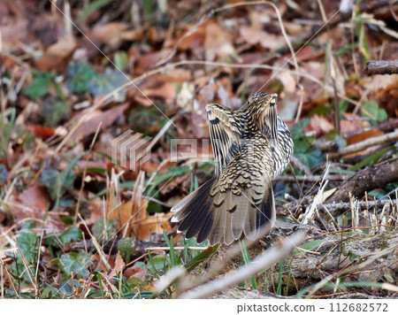 Tiger thrush spreading its tail feathers Tiger thrush spreading its tail feathers 112682572