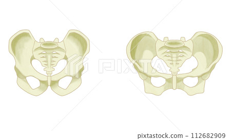 骨盆的性別差異 - 易於理解的插圖 112682909