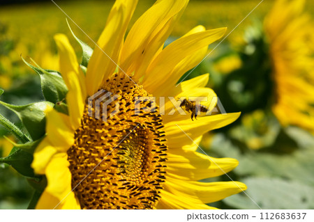 A bee that comes to suck nectar from sunflowers 112683637