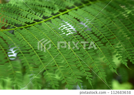 fine fern leaves 112683638