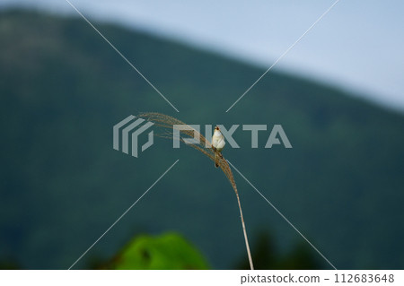 一隻黑腹鶯在日本蒲葦尖上嘰嘰喳喳地叫著。 112683648
