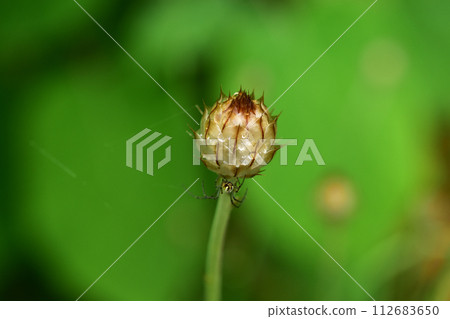 Spider on Katananke bud 112683650