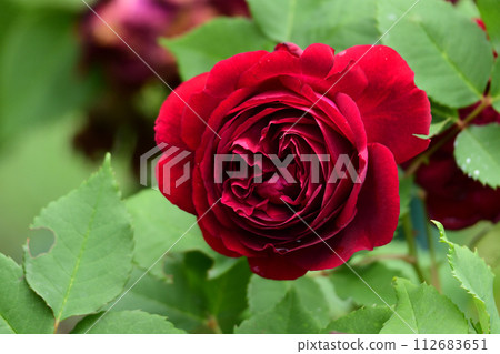 Crimson rose 112683651