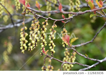 Flower of Kiboshi 112683836