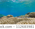 Aka Island shallow coral reef 112683981