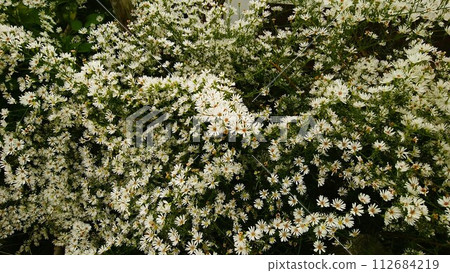 白色花朵圖案001 112684219