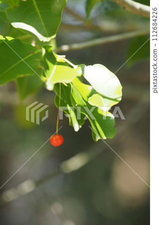 red round nuts 112684226