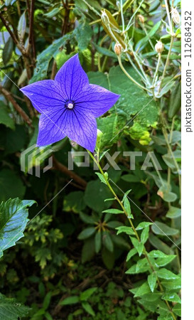 blue flower 002 112684252