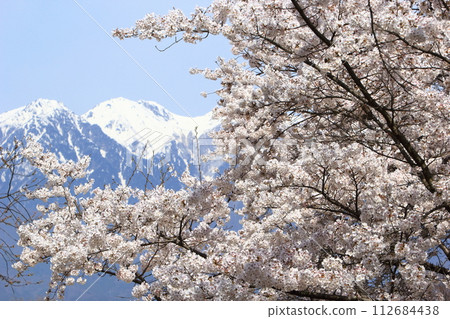 Yoshino cherry trees in full bloom at Okusa Castle Ruins Park, Nakagawa Village, Kamiina District, Nagano Prefecture, and the Central Alps covered in lingering snow 112684438