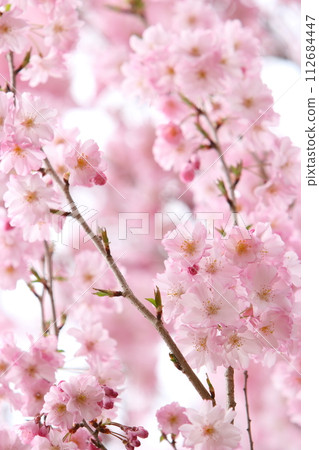 盛開的八重彼岸櫻 112684447