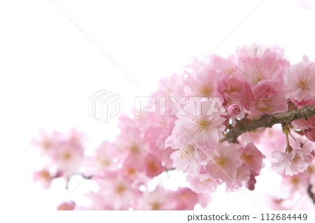 八重堀彼岸櫻盛開的特寫【白色背景】【天空背景】 112684449