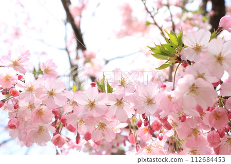 Close-up of Omoigawa cherry blossoms in full bloom [Sky background] 112684453