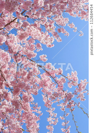 Double red weeping cherry blossoms in full bloom that shine against the blue sky [Blue sky background] 112684454