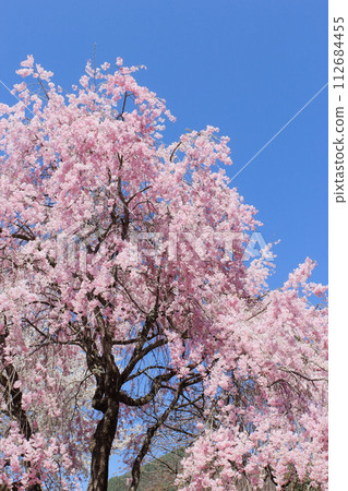 Double red weeping cherry blossoms in full bloom that shine against the blue sky [Blue sky background] 112684455