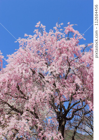 盛開的重瓣紅垂枝櫻花，映襯著藍天【藍天背景】 112684456