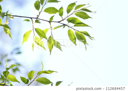 年輕的黃葉特寫[天空背景] 112684457