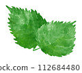 Illustration of shiso leaves 112684480