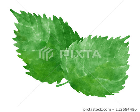 Illustration of shiso leaves 112684480