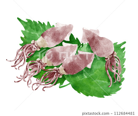 Illustration of a firefly squid riding on a perilla leaf 112684481