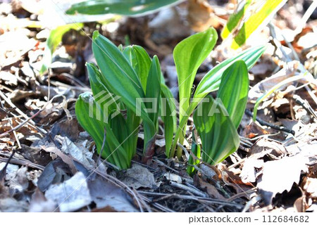 春季野菜 餃子 大蒜 112684682