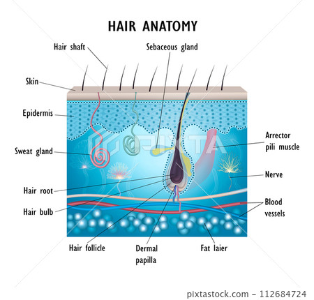 Hair anatomy. AD for oil or serum for hair growth Hair anatomy. AD for oil or serum for hair growth 112684724