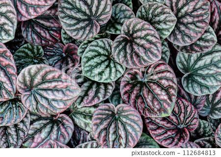 Peperomia caperata leaves texture background, Heart shape leaves houseplant, top view 112684813
