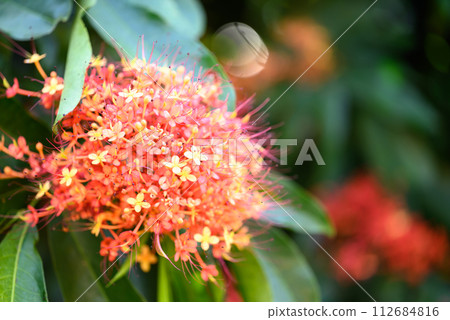 Orange red Ashoka tree flower blooming in ornamental garden 112684816