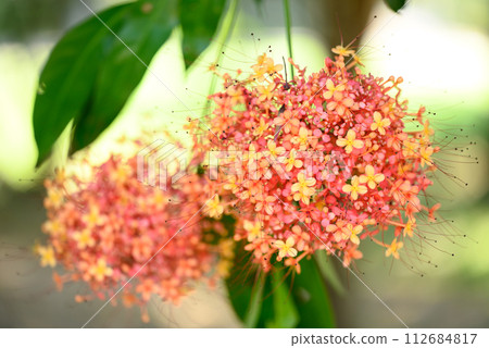 Orange red Ashoka tree flower blooming in ornamental garden Orange red Ashoka tree flower blooming in ornamental garden 112684817
