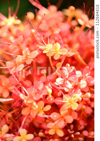 Orange red Ashoka tree flower blooming, Nature background Orange red Ashoka tree flower blooming, Nature background 112684818