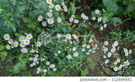 white flower pattern 001 112684881